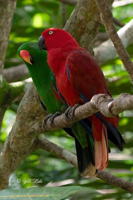 Sumba Eclectus (Eclectus cornelia)