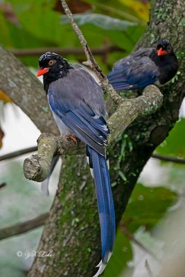 Red-billed Blue Magpie (Urocissa erythroryncha)