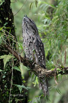 Tawny frogmouth (Podargus strigoides)