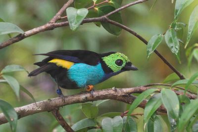 Paradise Tanager (Tangara chilensis)