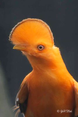 Guianan Cock-of-the-rock, Male, (Rupicola rupicola)