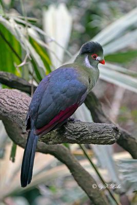 White-cheeked Turaco (Tauraco leucotis) 