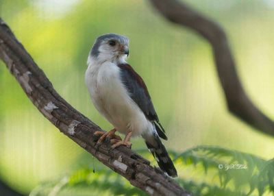 Africa Pygmy-falcon (Polihierax semitorquatus)