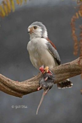Africa Pygmy-falcon (Polihierax semitorquatus)