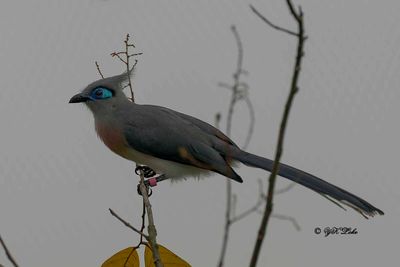 Crested Coua (Coua cristata)