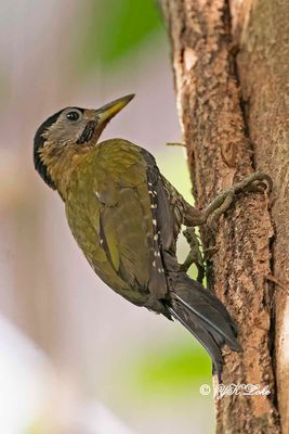 Laced Woodpecker (Picus vittatus) Female.