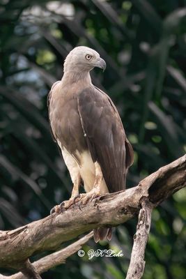 Grey-headed fish eagle (Haliaeetus ichthyaetus)