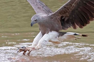 Grey-headed fish eagle (Haliaeetus ichthyaetus)