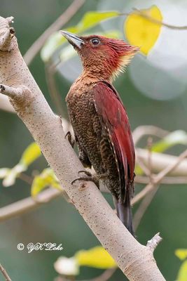 Banded Woodpecker (Chrysophlegma miniaceum)