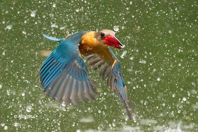Stork-billed Kingfisher (H. capensis)