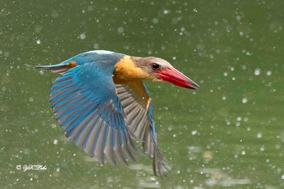 Stork-billed Kingfisher (H. capensis)