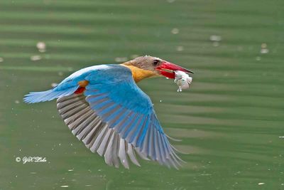 Stork-billed Kingfisher (H. capensis)