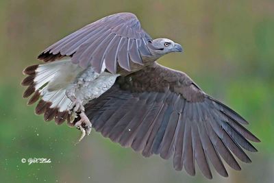 Grey-headed fish eagle (Haliaeetus ichthyaetus)