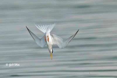 Little Tern (Sternula albifrons)