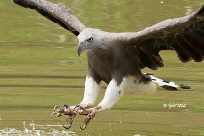 Grey-headed fish eagle (Haliaeetus ichthyaetus)