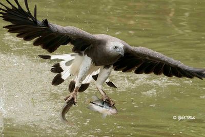 Grey-headed fish eagle (Haliaeetus ichthyaetus)