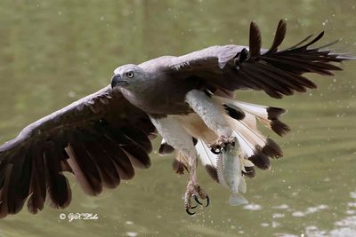 Bird in Flight (Actions)