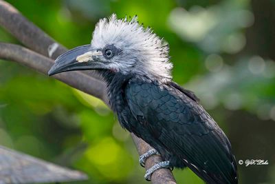White-crested Hornbill (Horizocerus albocristatus)