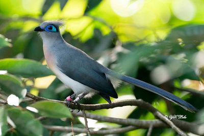 Crested Coua (Coua cristata)