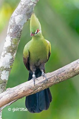 Guinea Turaco (Tautaco persa)