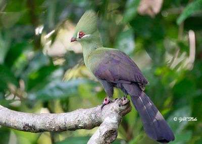 Guinea Turaco (Tautaco persa)