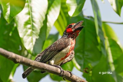 Vieillot,s Barbet (Lybius vieilloti)