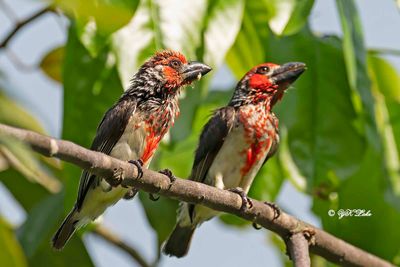 Vieillot,s Barbet (Lybius vieilloti)