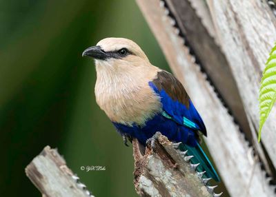 Blue-bellied Roller (Coracias cyanogaster)