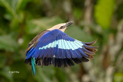 Blue-bellied Roller (Coracias cyanogaster)