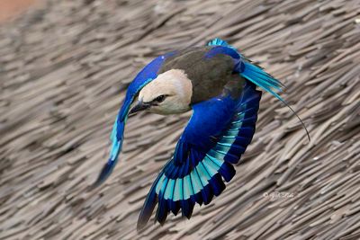 Blue-bellied Roller (Coracias cyanogaster)