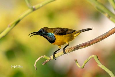 Olive-backed sunbird (Cinnyris jugularis)