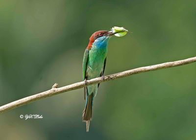 Blue-throated bee-eater (Merops viridis)