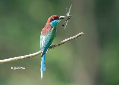 Blue-throated bee-eater (Merops viridis)