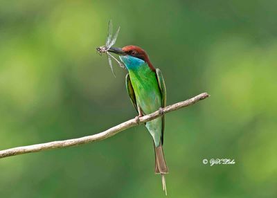 Blue-throated bee-eater (Merops viridis)