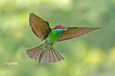Blue-throated bee-eater (Merops viridis)