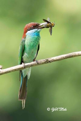 Blue-throated bee-eater (Merops viridis)