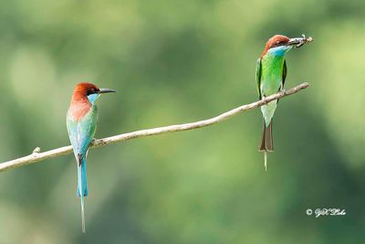 Blue-throated bee-eater (Merops viridis)