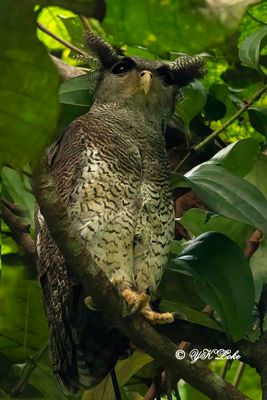 Barred Eagle Owl (Bubo sumatranus)