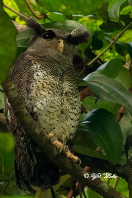 Barred Eagle Owl (Bubo sumatranus)