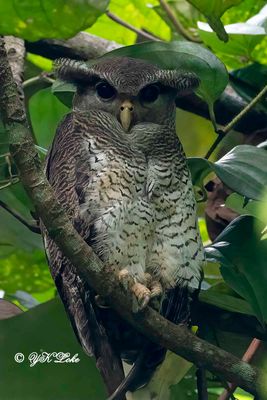 Birds of Singapore.