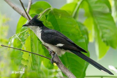 Jacobin cuckoo/Pied cuckoo (Clamator jacobinus)