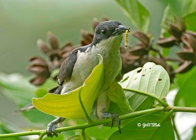 Jacobin cuckoo/Pied cuckoo (Clamator jacobinus)