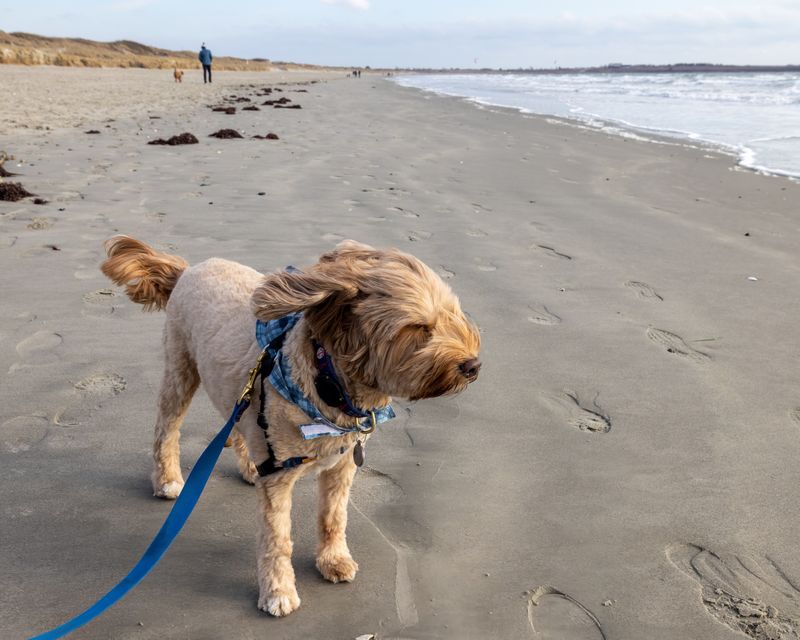 December 28 bean beach walk 3 A6A2978  edit A1 -.jpg