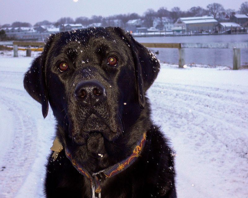 best of PAD snow dog 2005-2005.jpg