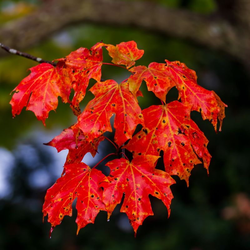 October 4 Sept 30 fall reds a7c7174.jpg