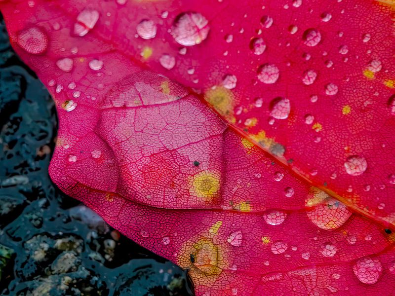 October 14 leaf abstract  L1484.jpg