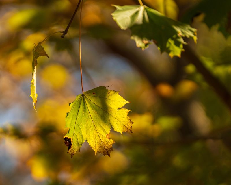 November 9 last gasp of fall A7C6312_.jpg