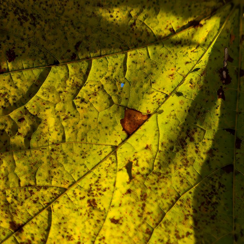 November 18 flow of life L1003150.jpg
