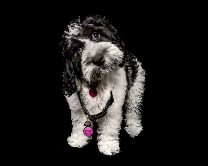 March 22 day 50 grow into Cino collar L1004961.jpg