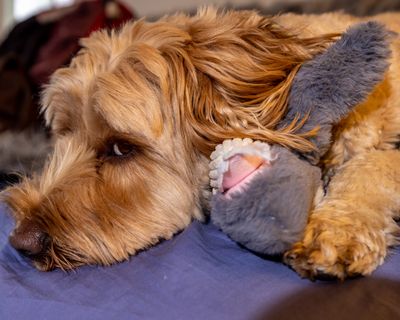 January 3 2023 first dog photo mac A6A3052 edit A1-.jpg